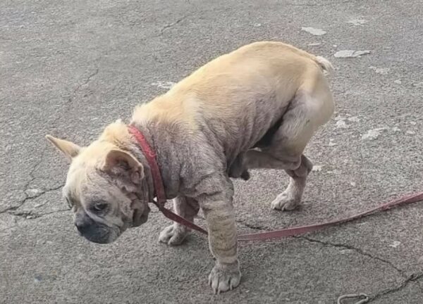 La vigilia de cuatro años de un perro: del abandono a un nuevo comienzo-1