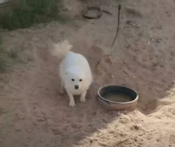 La esperanza de un perro: de la desesperación en las calles a un hogar amoroso-1