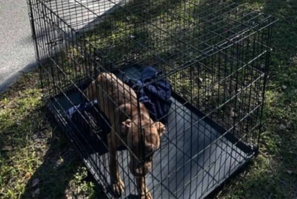 El rescate milagroso de un perro: de una pequeña jaula a un hogar amoroso-1