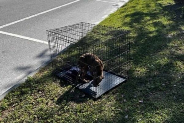 El rescate milagroso de un perro: de una pequeña jaula a un hogar amoroso-1