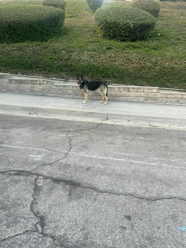 La esperanza inquebrantable de un perro: esperando a un dueño perdido-1