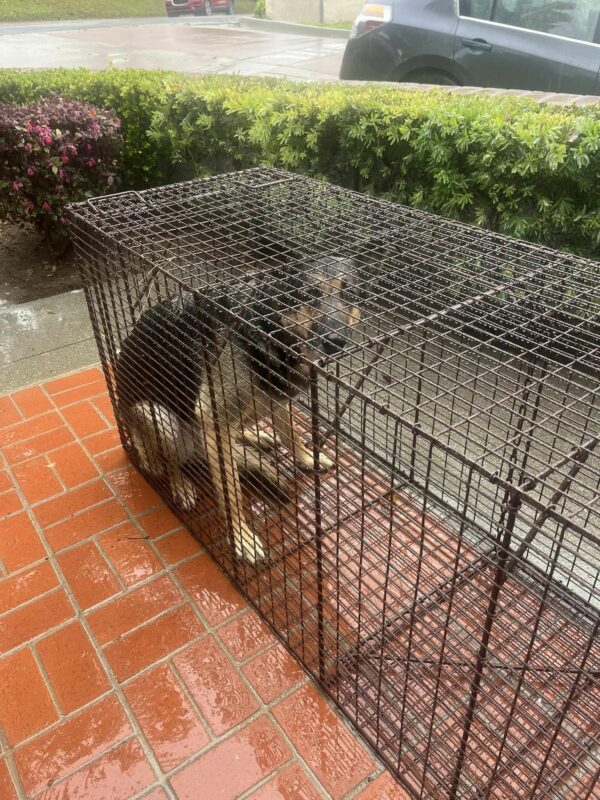 La esperanza inquebrantable de un perro: esperando a un dueño perdido-1