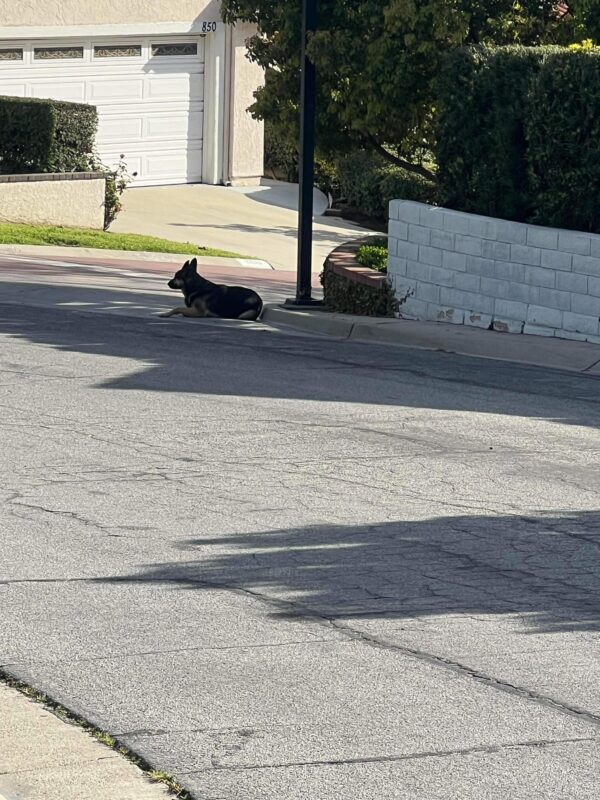 La esperanza inquebrantable de un perro: esperando a un dueño perdido-1