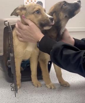 Un rescate dramático: cómo una carrera en una panadería condujo al descubrimiento de dos cachorros que salvaron la vida-1