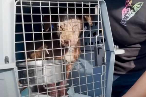 Un rescate dramático: el viaje de dos cachorros desde el corredor de la muerte hasta un nuevo comienzo-1