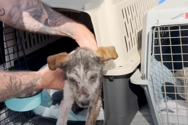A Dramatic Rescue: Two Puppies' Journey from Death Row to a New Beginning-1