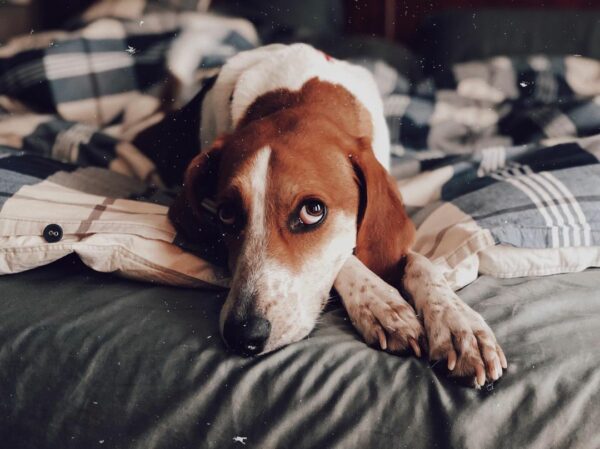 El viaje en montaña rusa de una familia con su amado perro-1