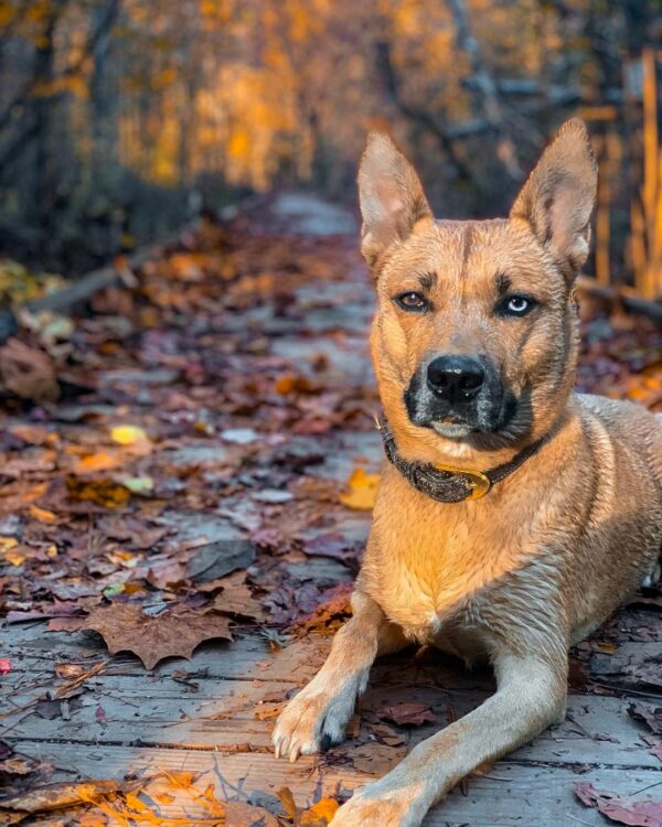 El amor inquebrantable de una familia por su perro perfecto revela una verdad desgarradora-1