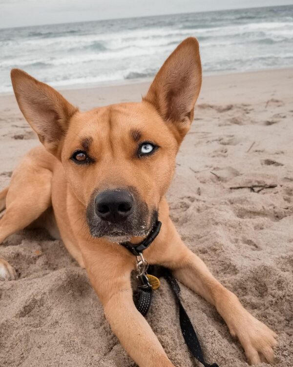 El amor inquebrantable de una familia por su perro perfecto revela una verdad desgarradora-1