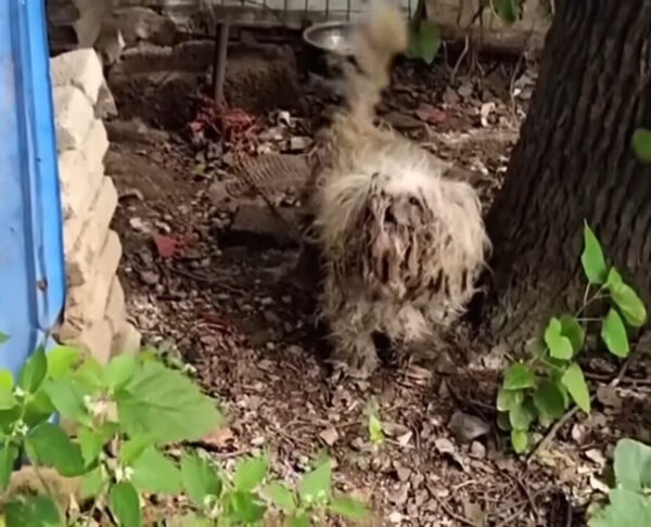 A Garden of Tears: The Heart-Wrenching Rescue of a Chained Dog-1