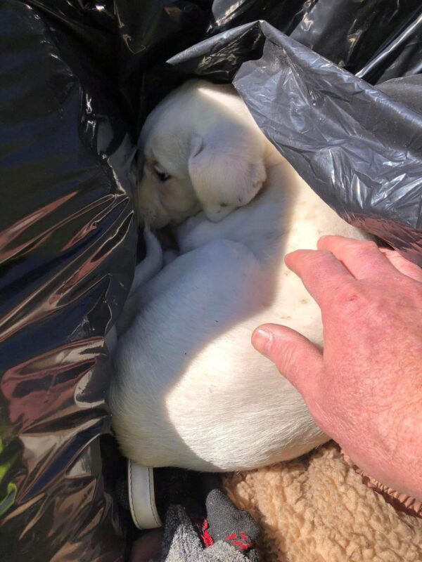 Un descubrimiento conmovedor en una bolsa de basura: lo que encontró el equipo de limpieza lo dejará sin palabras-1