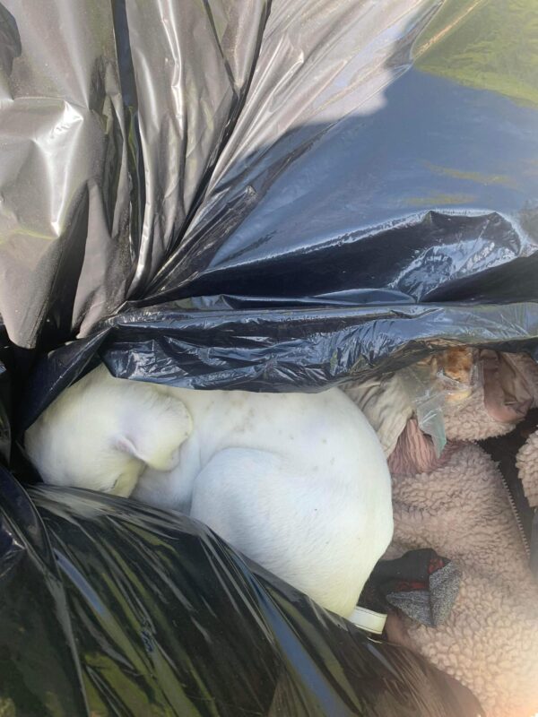 Un descubrimiento conmovedor en una bolsa de basura: lo que encontró el equipo de limpieza lo dejará sin palabras-1