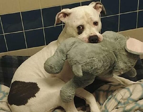 Un vínculo desgarrador: un perro abandonado se aferra a un elefante de peluche como salvavidas-1