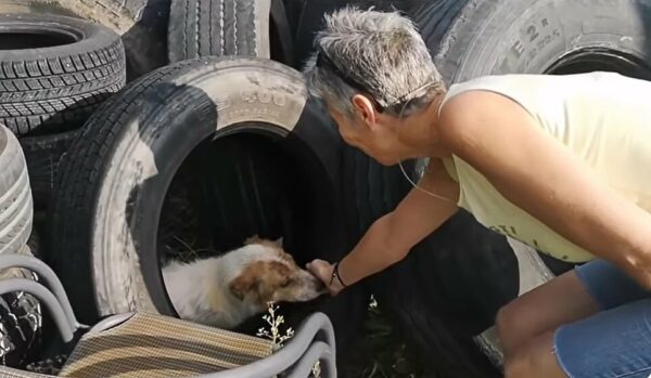 A Heartfelt Rescue: What This Abandoned Dog Found Will Leave You Speechless-1