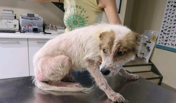 Un rescate sincero: lo que encontró este perro abandonado te dejará sin palabras-1