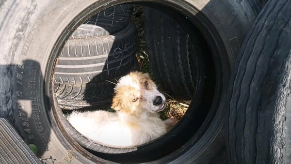 Un rescate sincero: lo que encontró este perro abandonado te dejará sin palabras-1