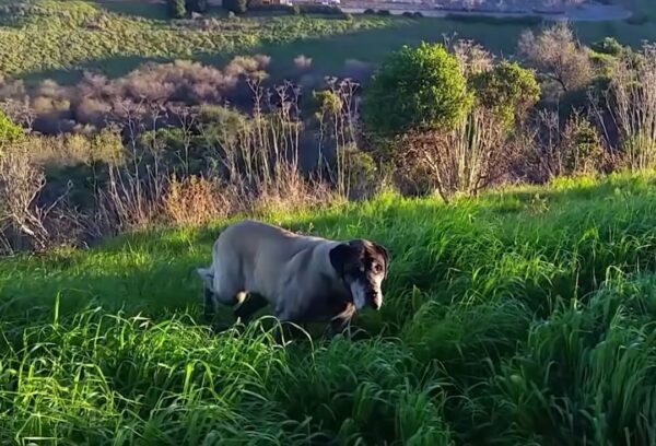 Una larga búsqueda: el incansable esfuerzo de una mujer para salvar a un perro salvaje-1