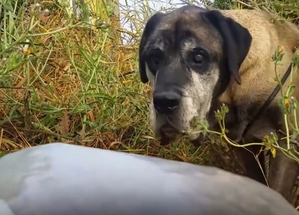 Una larga búsqueda: el incansable esfuerzo de una mujer para salvar a un perro salvaje-1