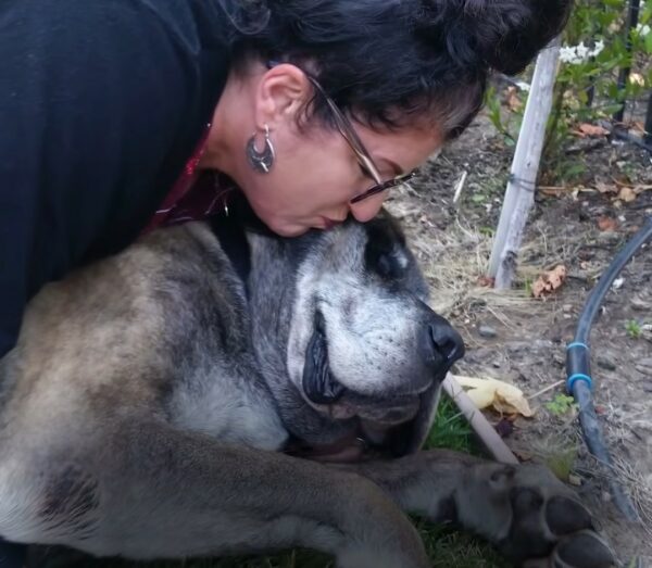 Una larga búsqueda: el incansable esfuerzo de una mujer para salvar a un perro salvaje-1