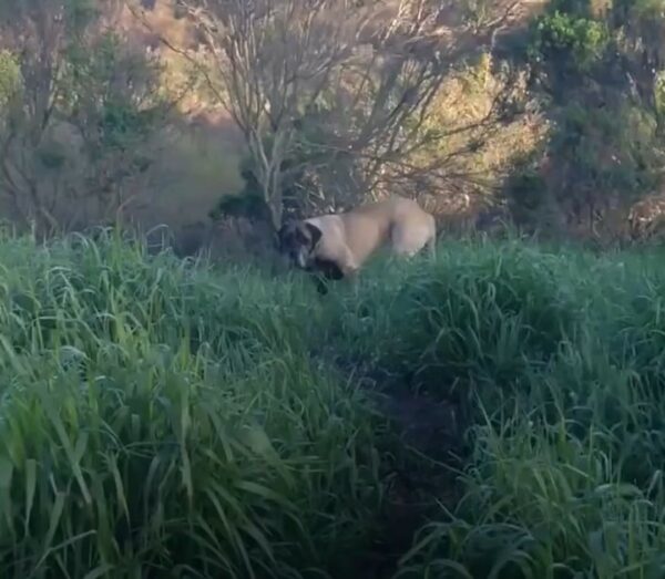 A Lengthy Pursuit: One Woman's Relentless Effort to Save a Feral Dog-1