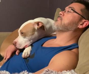 Un vínculo para toda la vida: cómo Annabelle, la pitbull, encontró su hogar para siempre en el hombro de papá-1