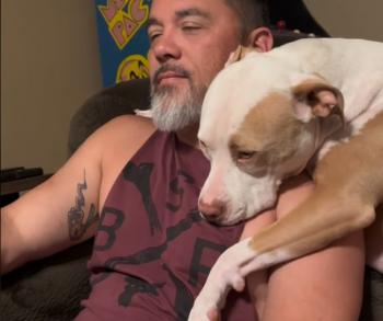 A Lifetime Bond: How Annabelle the Pit Bull Found Her Forever Home on Dad’s Shoulder-1