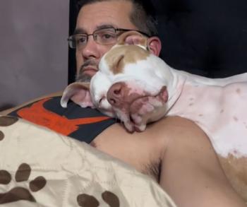 Un vínculo para toda la vida: cómo Annabelle, la pitbull, encontró su hogar para siempre en el hombro de papá-1