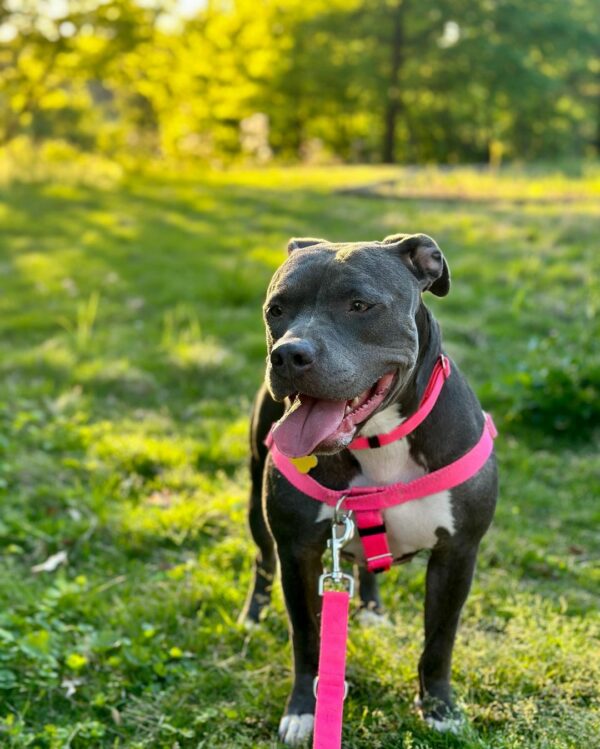 A Lonely Shelter Pup's Heart-Melting Journey to Finding Her Forever Home-1