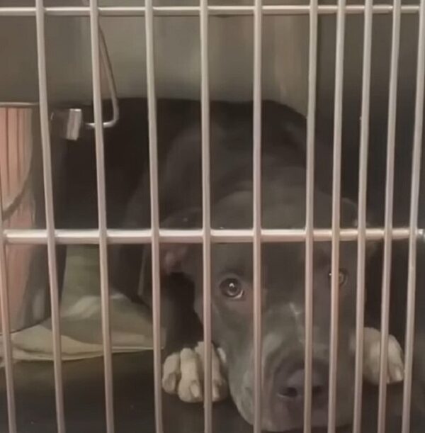 A Lonely Shelter Pup's Heart-Melting Journey to Finding Her Forever Home-1