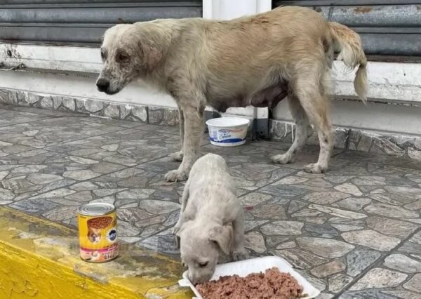 La sincera súplica de una mamá perra: el momento que lo cambió todo-1