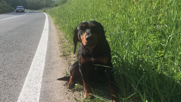 La angustia de un hombre se transforma en esperanza después de encontrar a una cachorra embarazada abandonada en la autopista-1