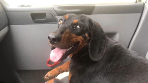 La angustia de un hombre se transforma en esperanza después de encontrar a una cachorra embarazada abandonada en la autopista-1