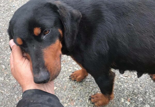 La angustia de un hombre se transforma en esperanza después de encontrar a una cachorra embarazada abandonada en la autopista-1