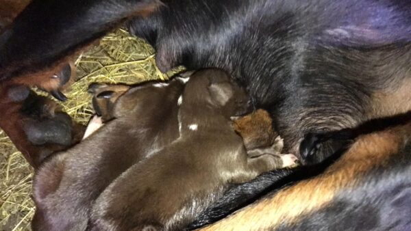 La angustia de un hombre se transforma en esperanza después de encontrar a una cachorra embarazada abandonada en la autopista-1