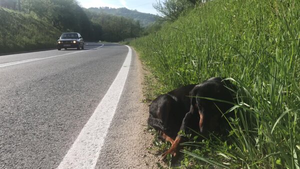 La angustia de un hombre se transforma en esperanza después de encontrar a una cachorra embarazada abandonada en la autopista-1