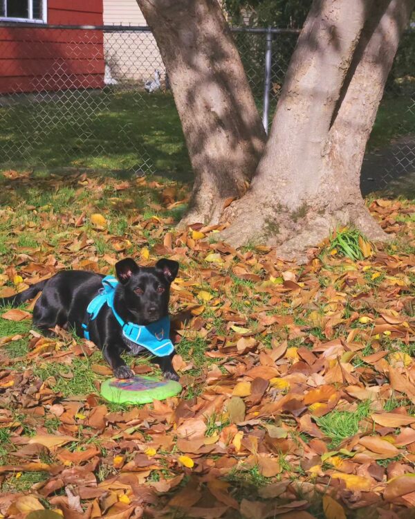 A Man's Journey from Heartbreak to Joy: The Dog That Changed Everything-1