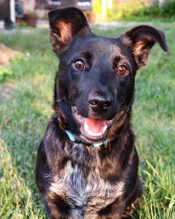 A Man's Journey from Heartbreak to Joy: The Dog That Changed Everything-1