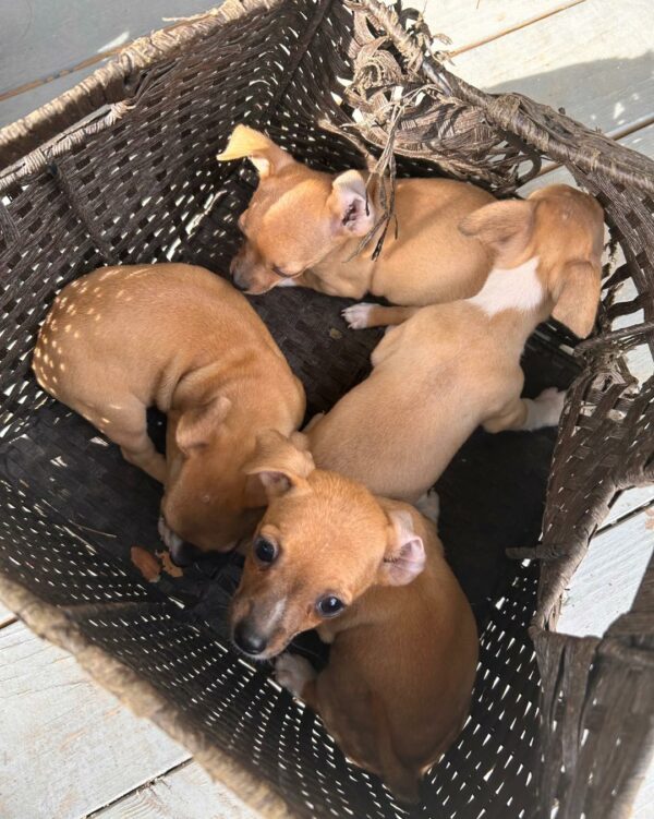 Un hallazgo milagroso: cachorros abandonados rescatados de Cierto Doom-1