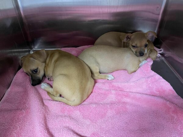 A Miraculous Find: Abandoned Puppies Rescued from Certain Doom-1