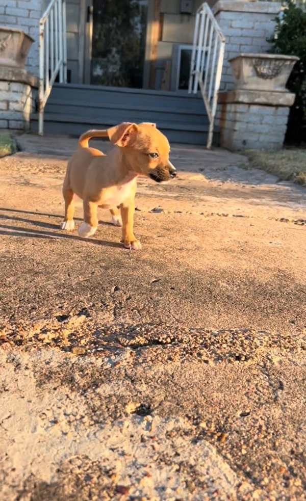 Un hallazgo milagroso: cachorros abandonados rescatados de Cierto Doom-1