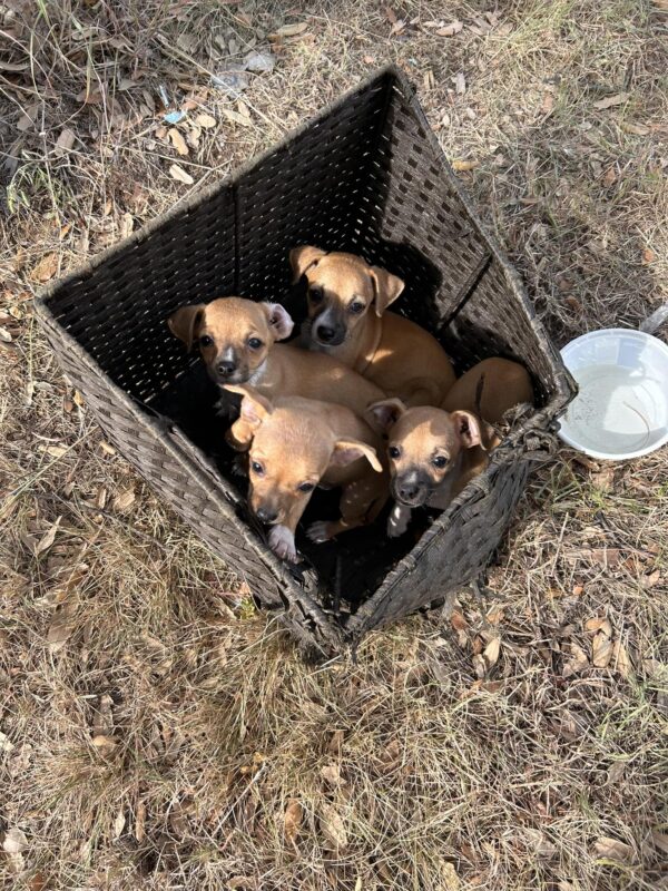 Un hallazgo milagroso: cachorros abandonados rescatados de Cierto Doom-1