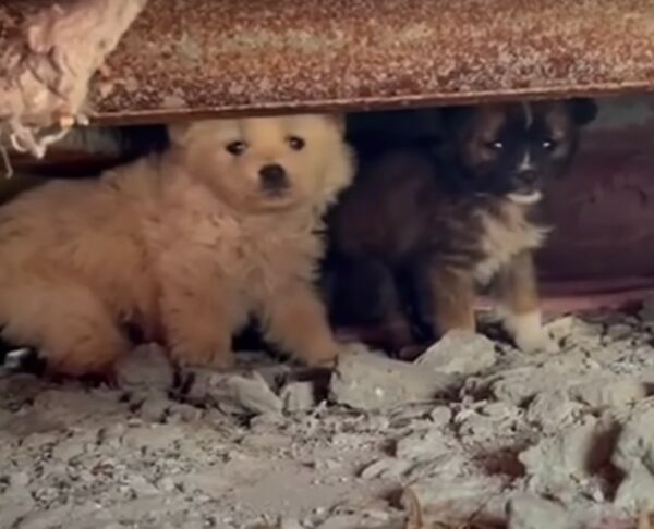 A Mother's Desperate Plea: Strangers Rally to Save Her Hidden Puppies-1