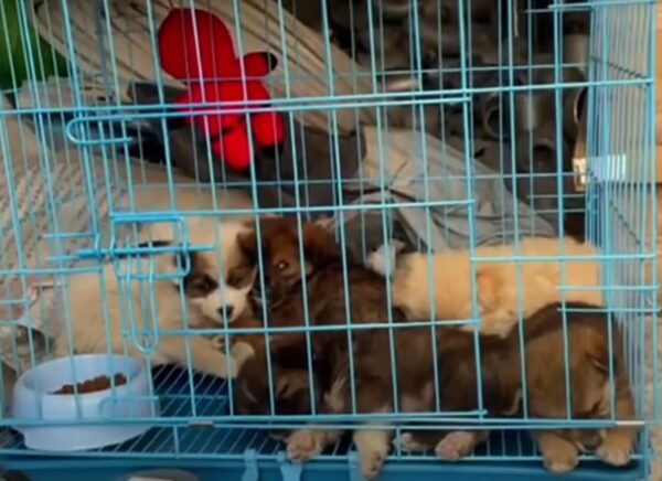 La súplica desesperada de una madre: extraños se unen para salvar a sus cachorros escondidos-1