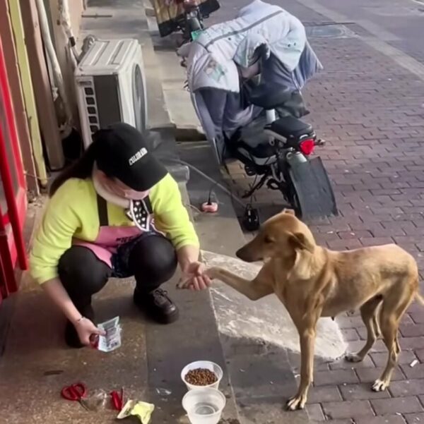 La súplica desesperada de una madre: el acto valiente de un perro callejero descubre secretos ocultos-1