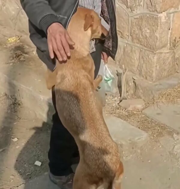 A Mother's Desperate Plea: Stray Dog's Brave Act Uncovers Hidden Secrets-1