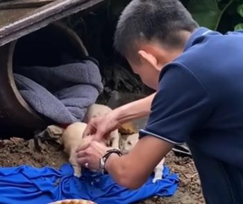 La lucha de una madre: luchando contra la tormenta para salvar a sus cachorros-1