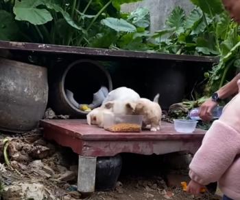 La lucha de una madre: luchando contra la tormenta para salvar a sus cachorros-1