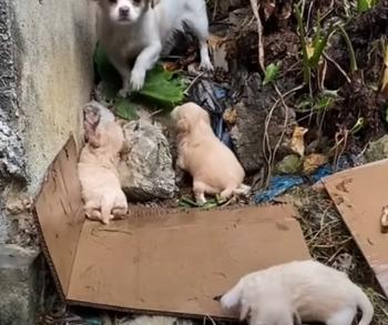 La lucha de una madre: luchando contra la tormenta para salvar a sus cachorros-1