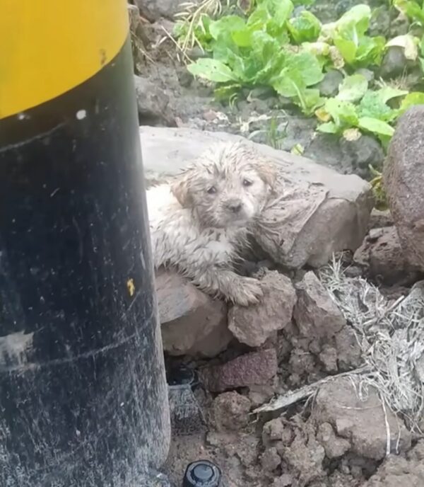 El viaje de un cachorro cubierto de barro de la desesperación a la alegría te tocará la fibra sensible-1