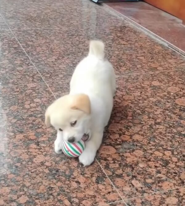 A Mud-Covered Pup's Journey From Despair to Joy Will Tug at Your Heartstrings-1